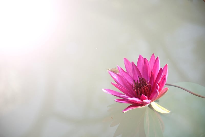 Lotus Pose Image